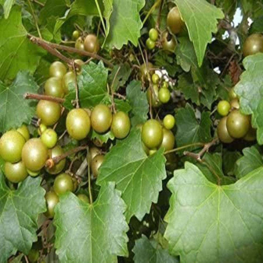 Pam Muscadine