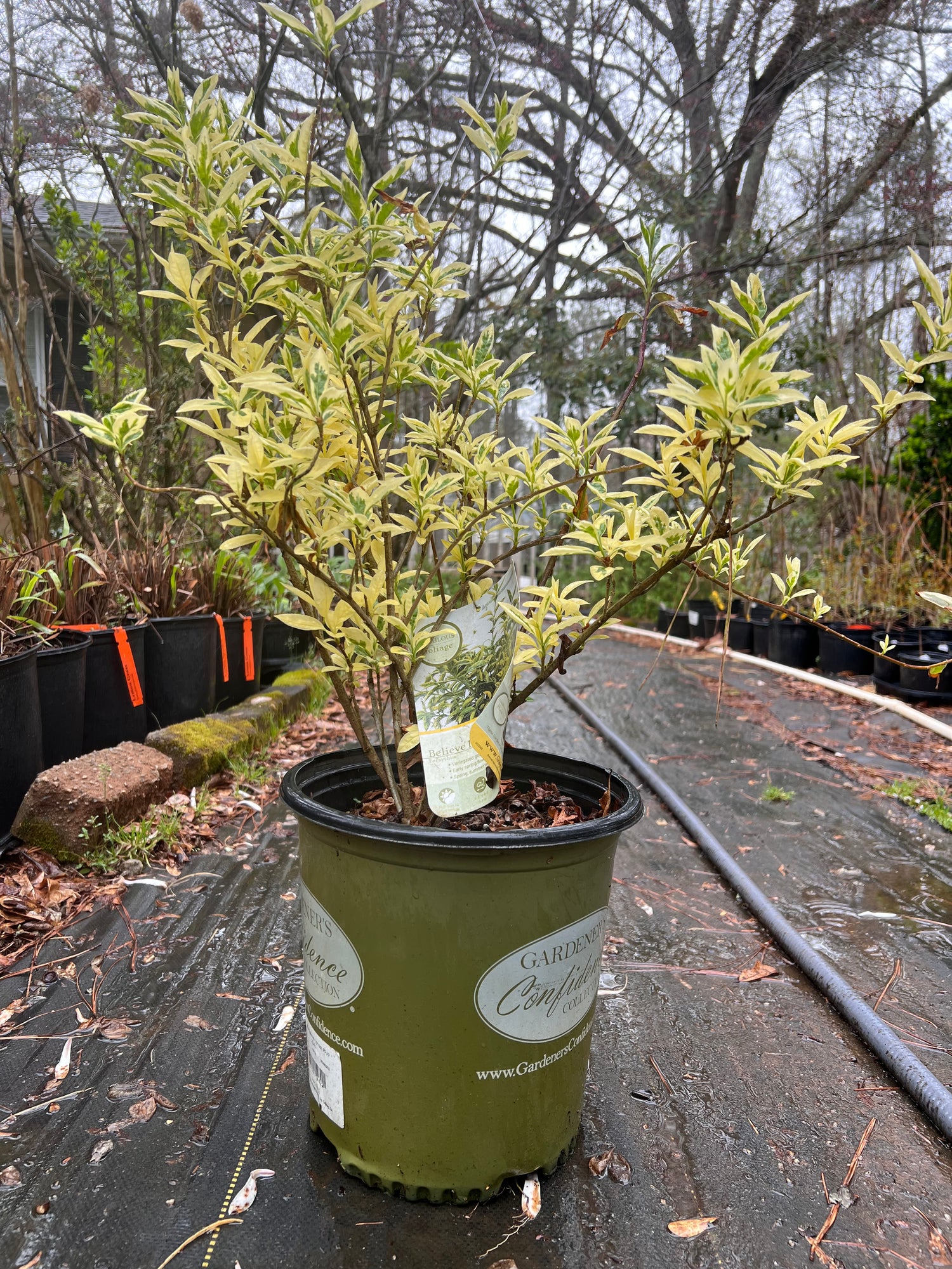 fertilizer for forsythia plants Buy Forsythia Plants & Trees Online