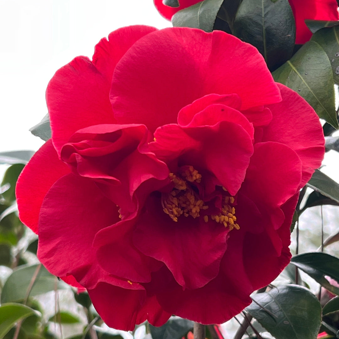 Camellia Dr J.C. Raulston