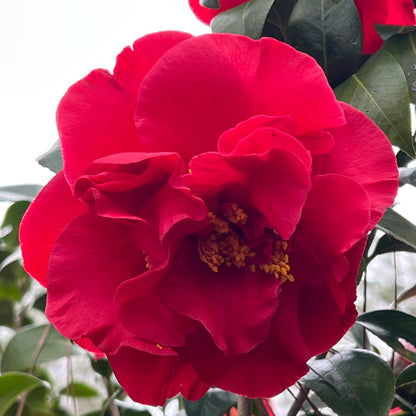 Camellia Dr J.C. Raulston