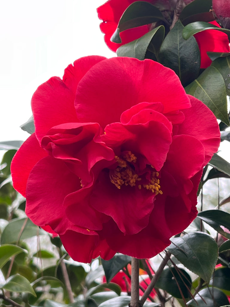 Camellia Dr J.C. Raulston