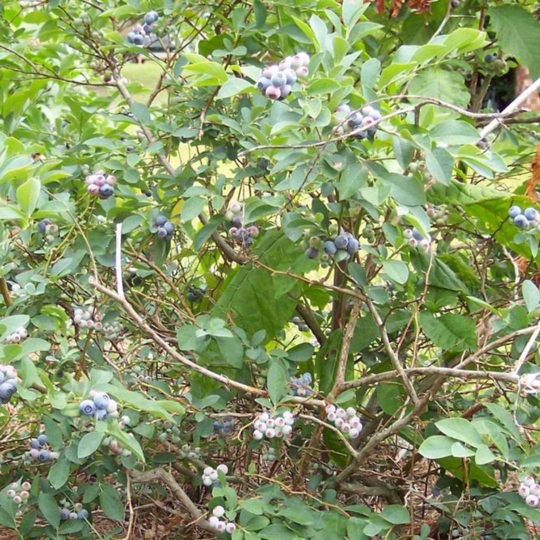 Lush foliage of Brightwell Rabbiteye Blueberry Bush