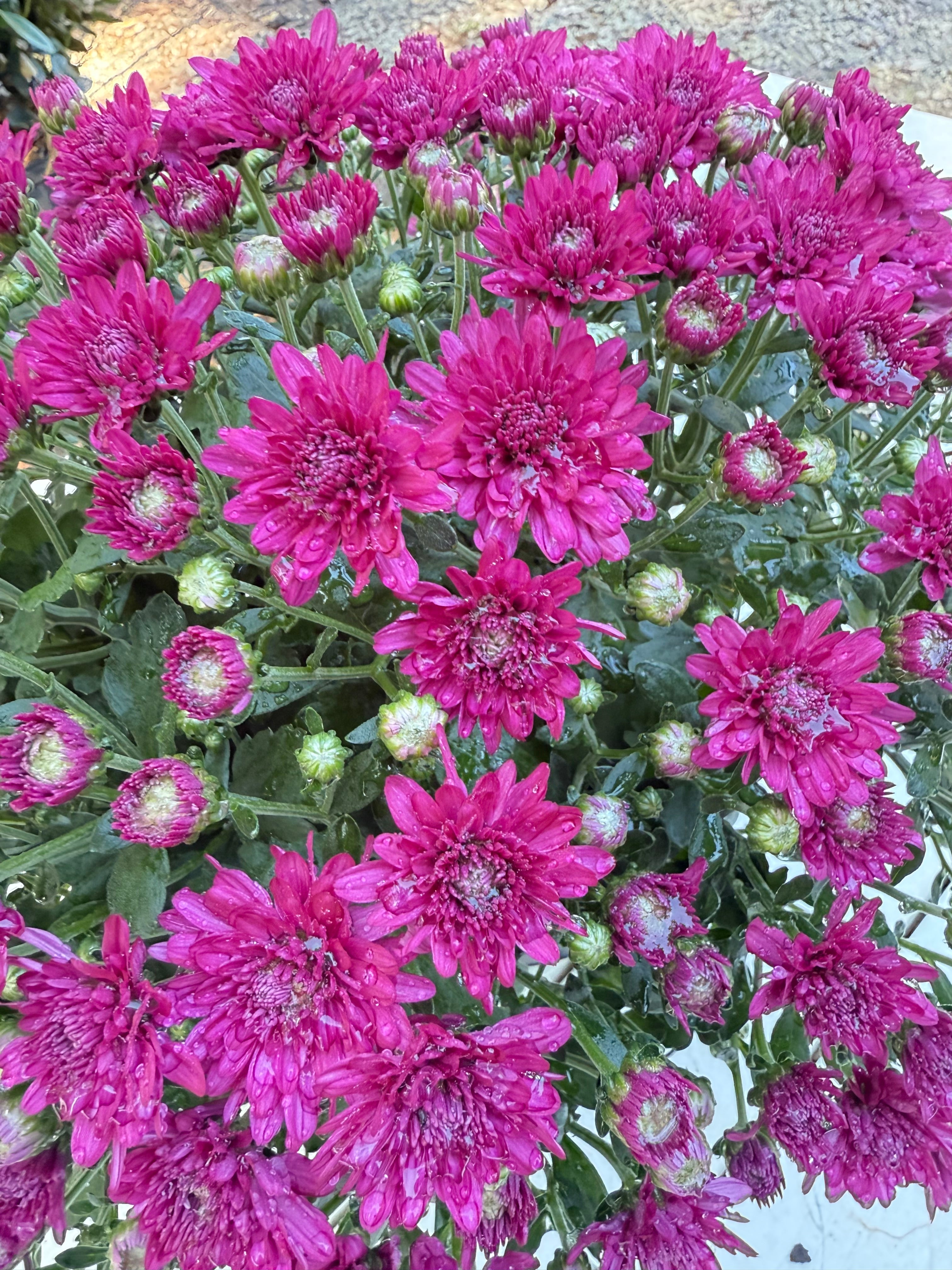 Wanda Purple Mum – Hardy Fall Chrysanthemum | Vibrant Purple Garden Blooms for Pots &amp; Landscapes
