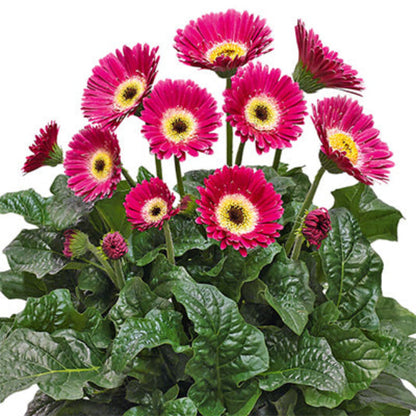 Gerbera &
