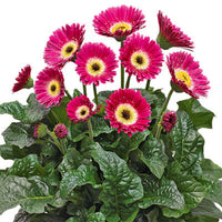 Gerbera 'Garvinea Sweet Spice' Gerber Daisy