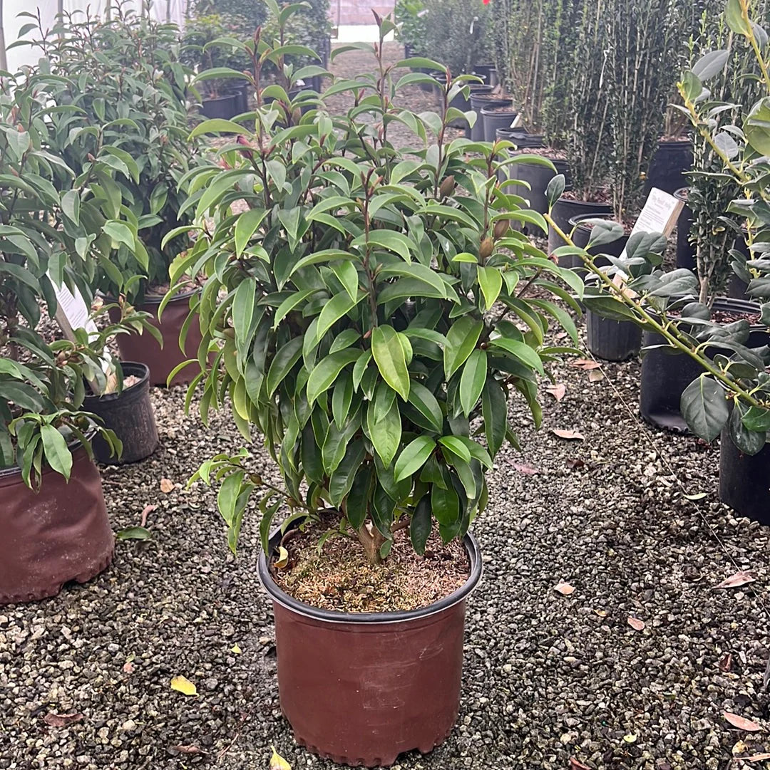 Stellar Ruby Magnolia