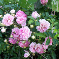 Seven Sisters Rose