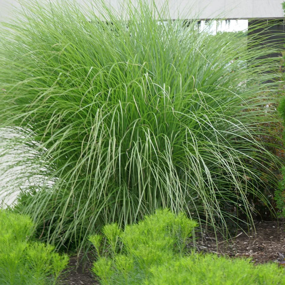 Maiden Grass