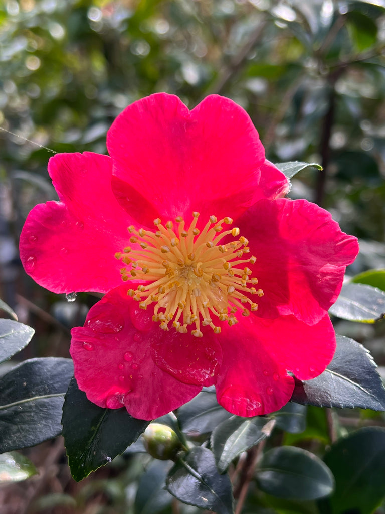 Camellia Yuletide-Brilliant Red Blooms with Yellow Center