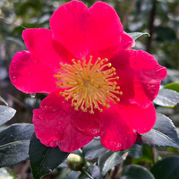 Evergreen Camellia Yuletide plant blooming in winter garden