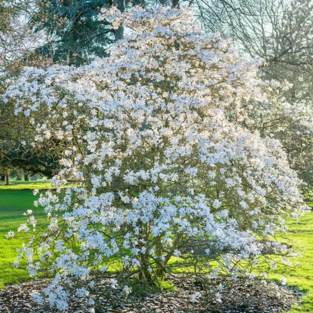 Royal Star Magnolia, Elegance and Beauty,