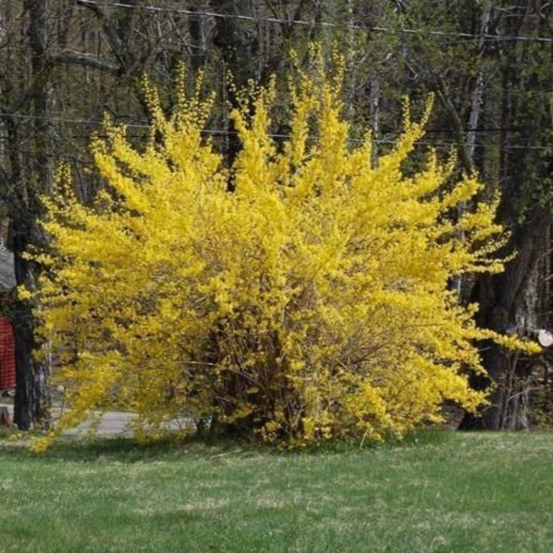 Lynwood Gold Forsythia Shrub