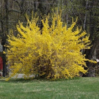 Lynwood Gold Forsythia Shrub