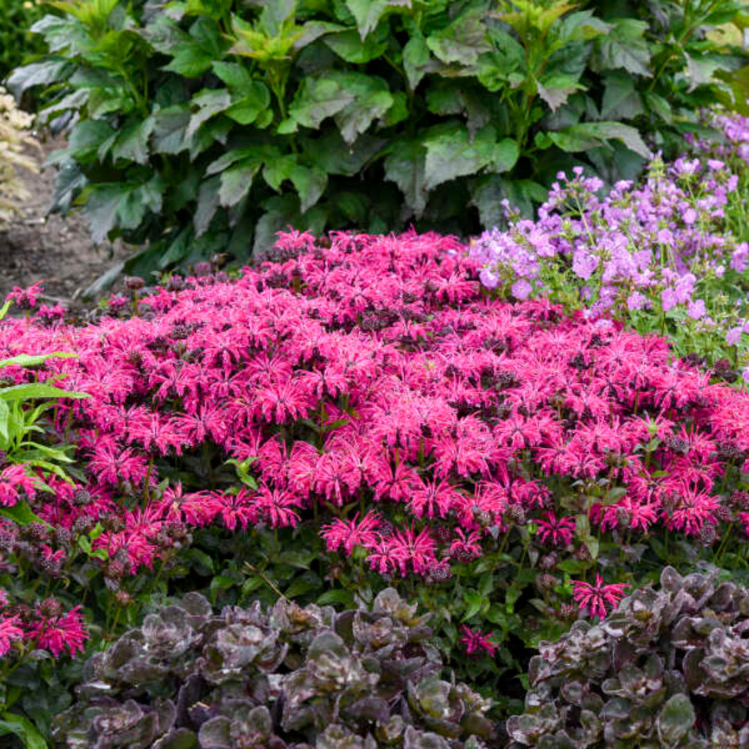 Monarda &
