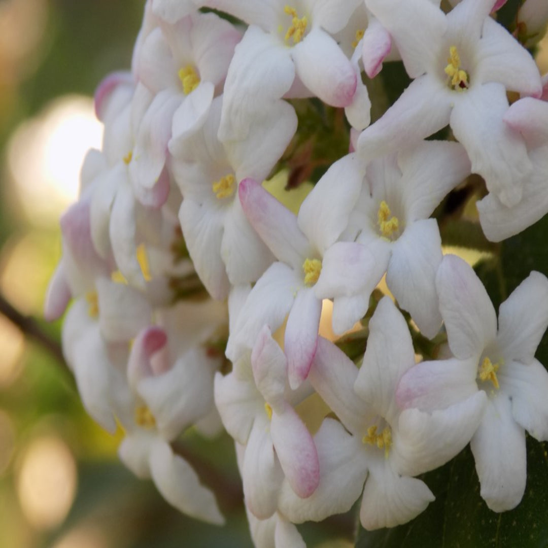 Mohawk Viburnum Shrub