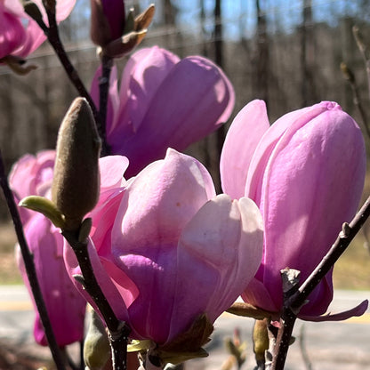 Mature Jane Magnolia Tree with Dark Green Leaves