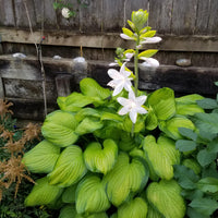 Hosta 'Guacamole' Plantain Lily - [EG]
