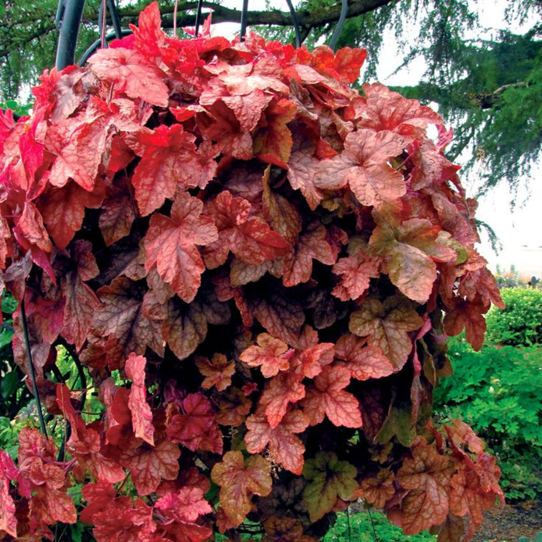 Heucherella Redstone Falls
