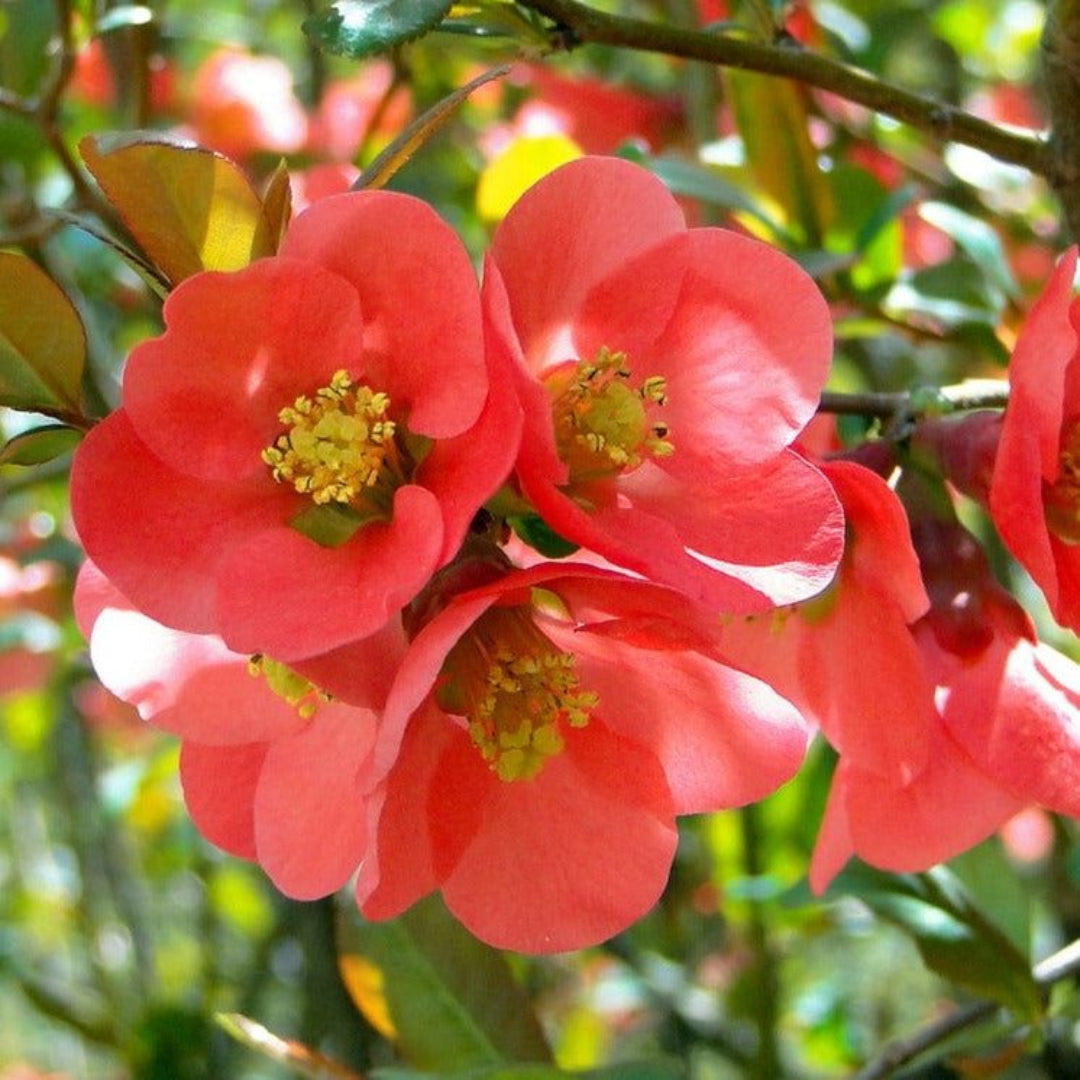 Texas Scarlet Flowering Quince