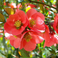 Texas Scarlet Flowering Quince