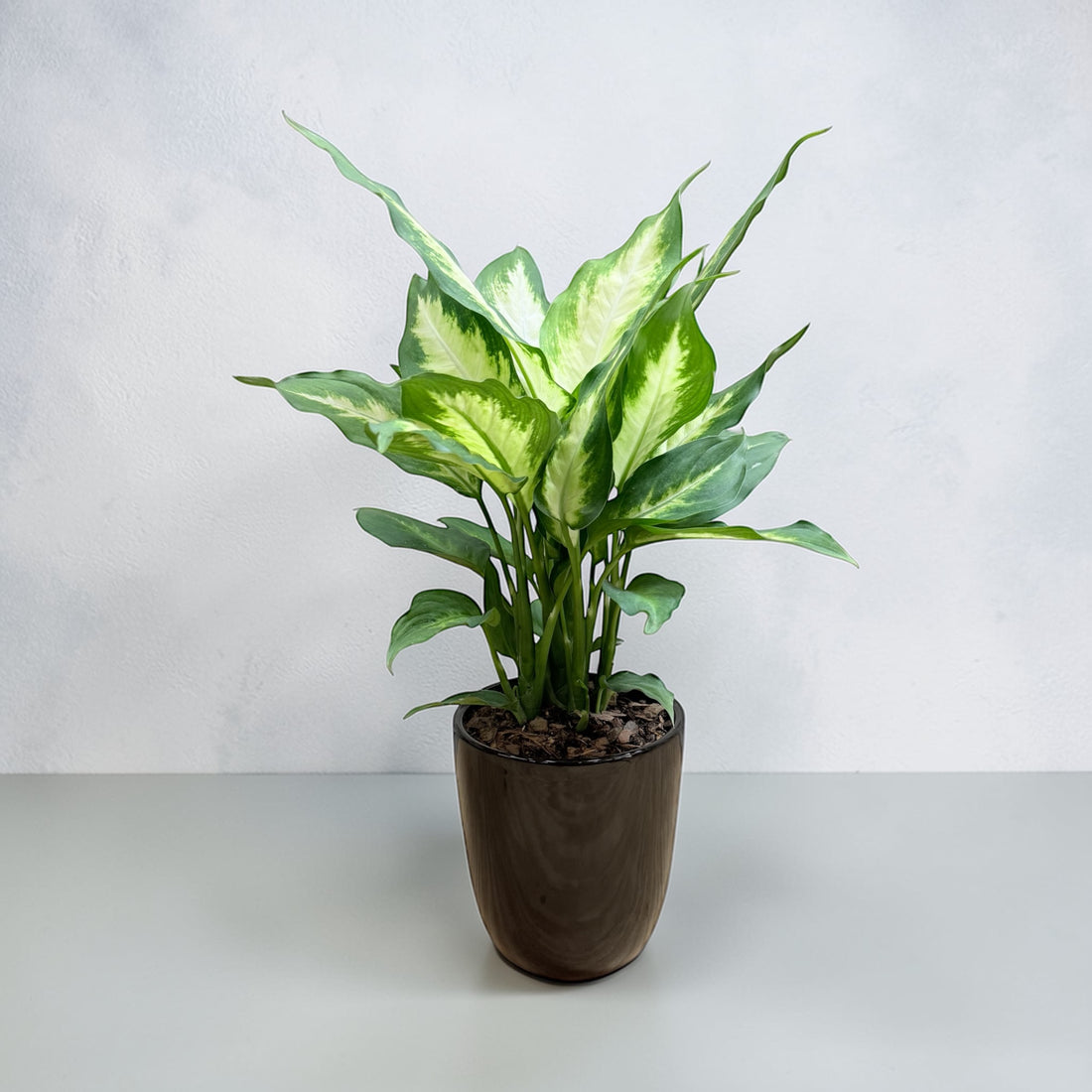 Dieffenbachia ‘Dumb Cane’