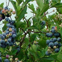 Ochlockonee rabbiteye blueberry variety berries