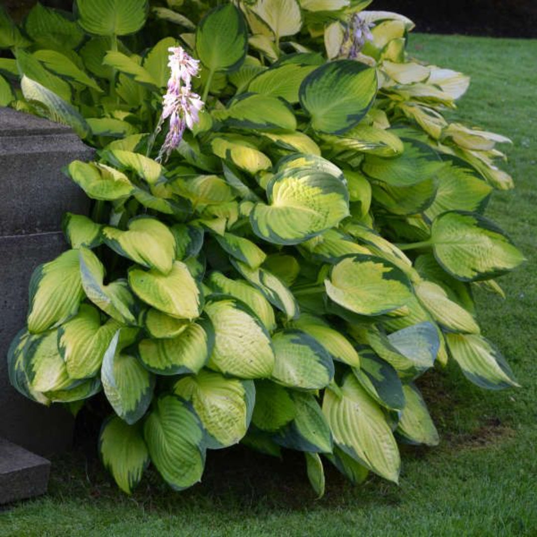 Hosta &