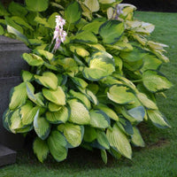 Hosta 'Gold Standard'