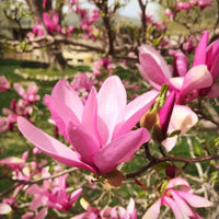 Betty Magnolia Tree tulip shaped flowers close up