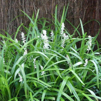 Monroes White Liriope plant in nursery pot