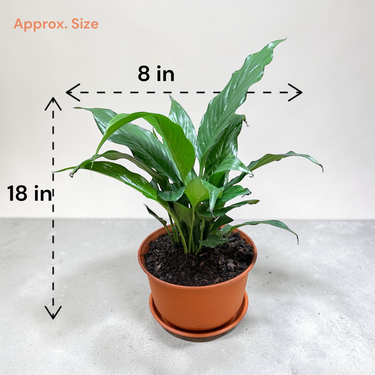 Peace Lily (Live Indoor Plant)
