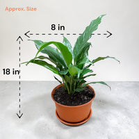 Peace Lily (Live Indoor Plant)