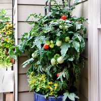 Better Bush Tomato