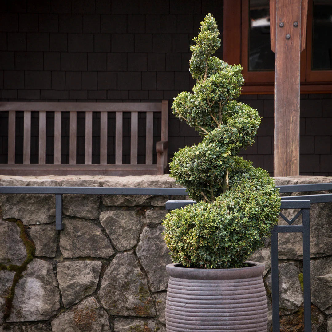 Mount Boxwoods Buy Green Mountain Boxwood Plants & Trees Online | Pixies Gardens