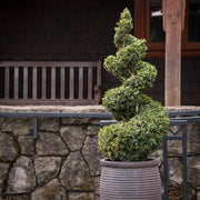 Green Mountain Boxwood