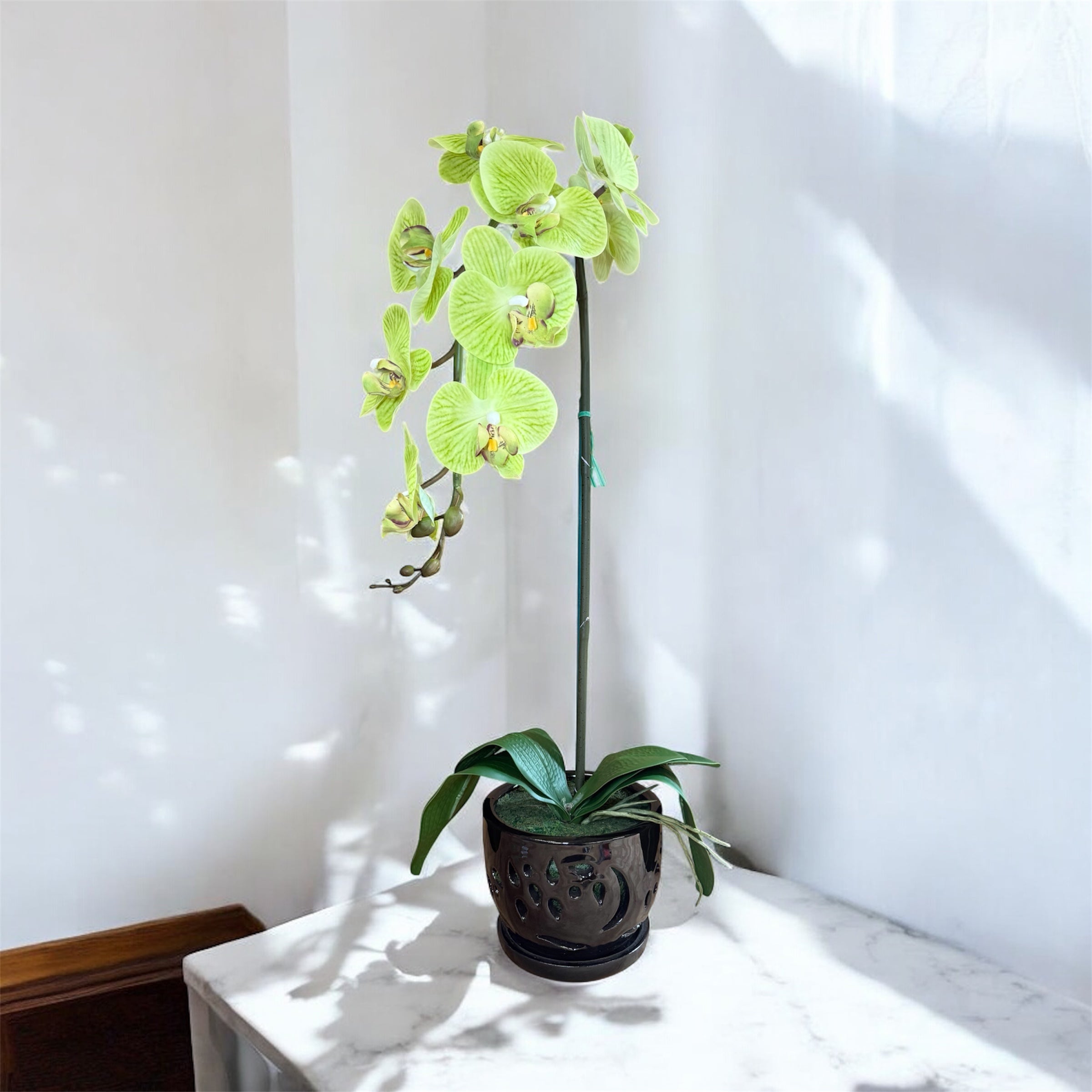 Elegant  Green Orchid in Black Ceramic Pot