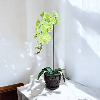 Elegant  Green Orchid in Black Ceramic Pot