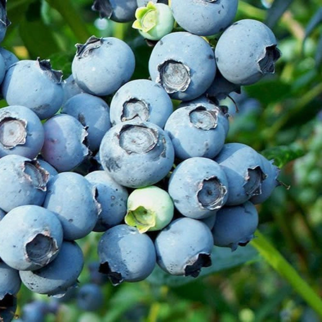 Alice Blue Rabbiteye Blueberry Shrub