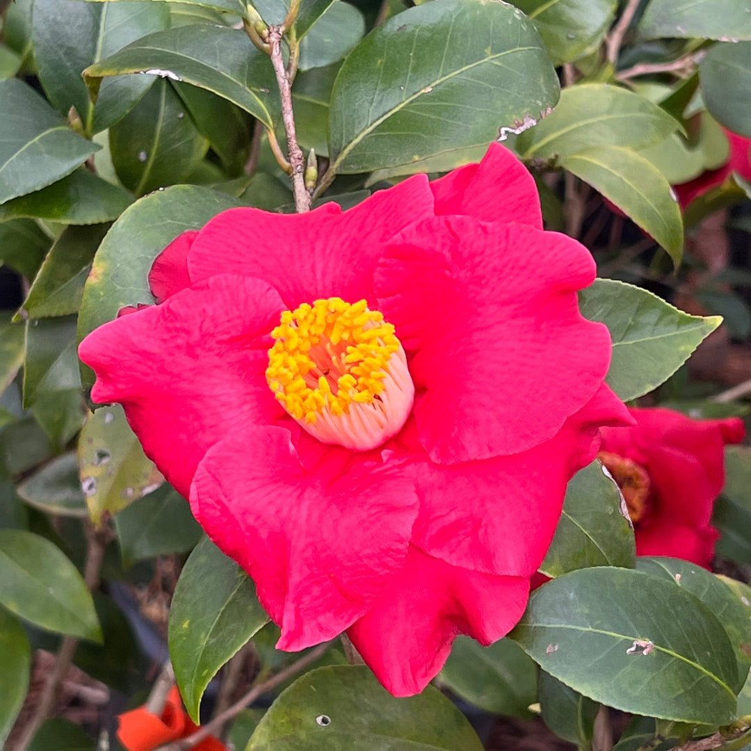 Camellia Dr J.C. Raulston