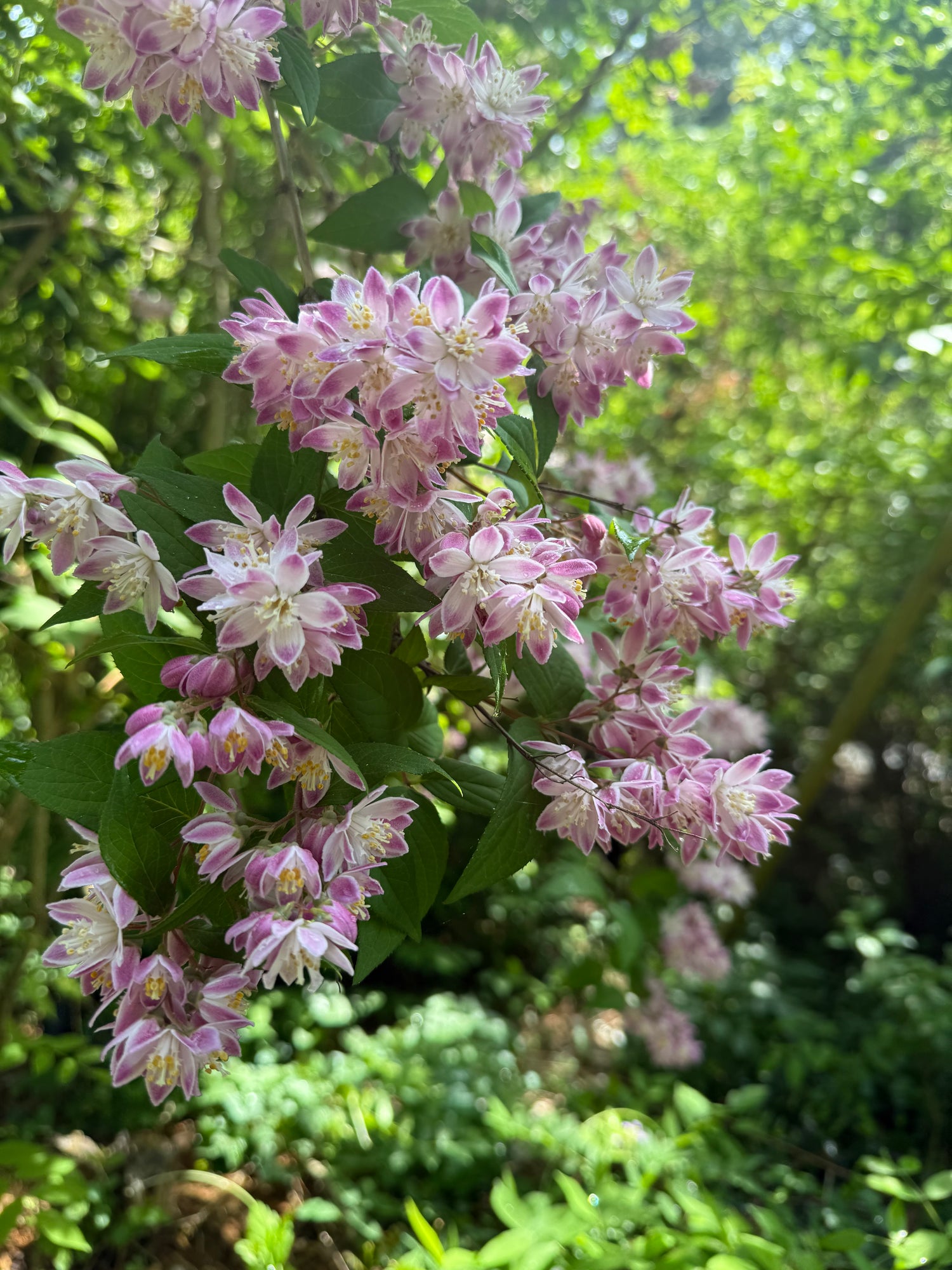 Pink Magicien Deutzia