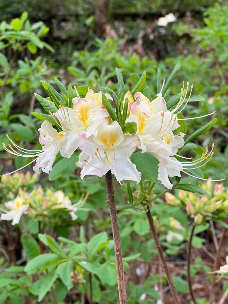 Darlin's Dream Azalea