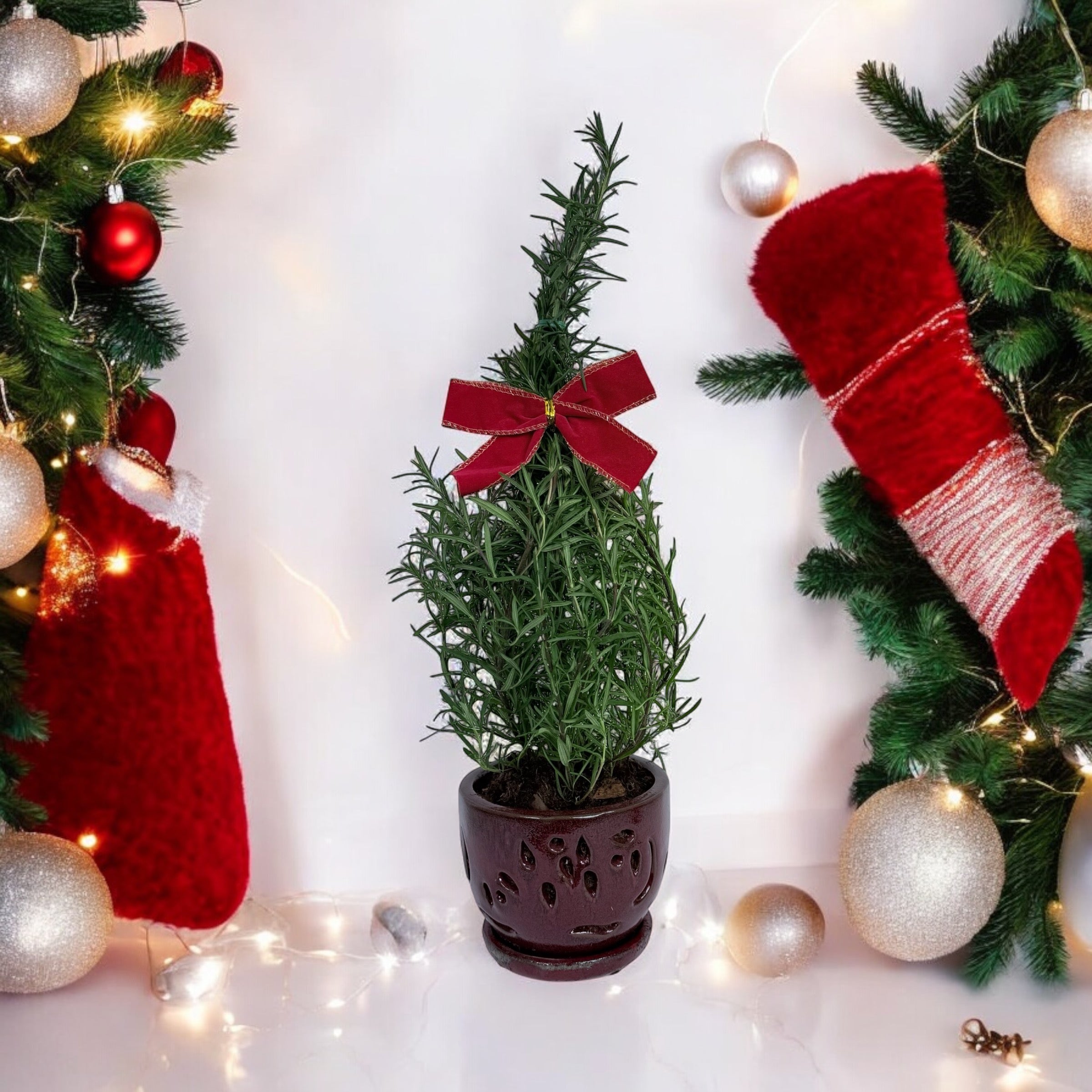 Athens Blue Rosemary