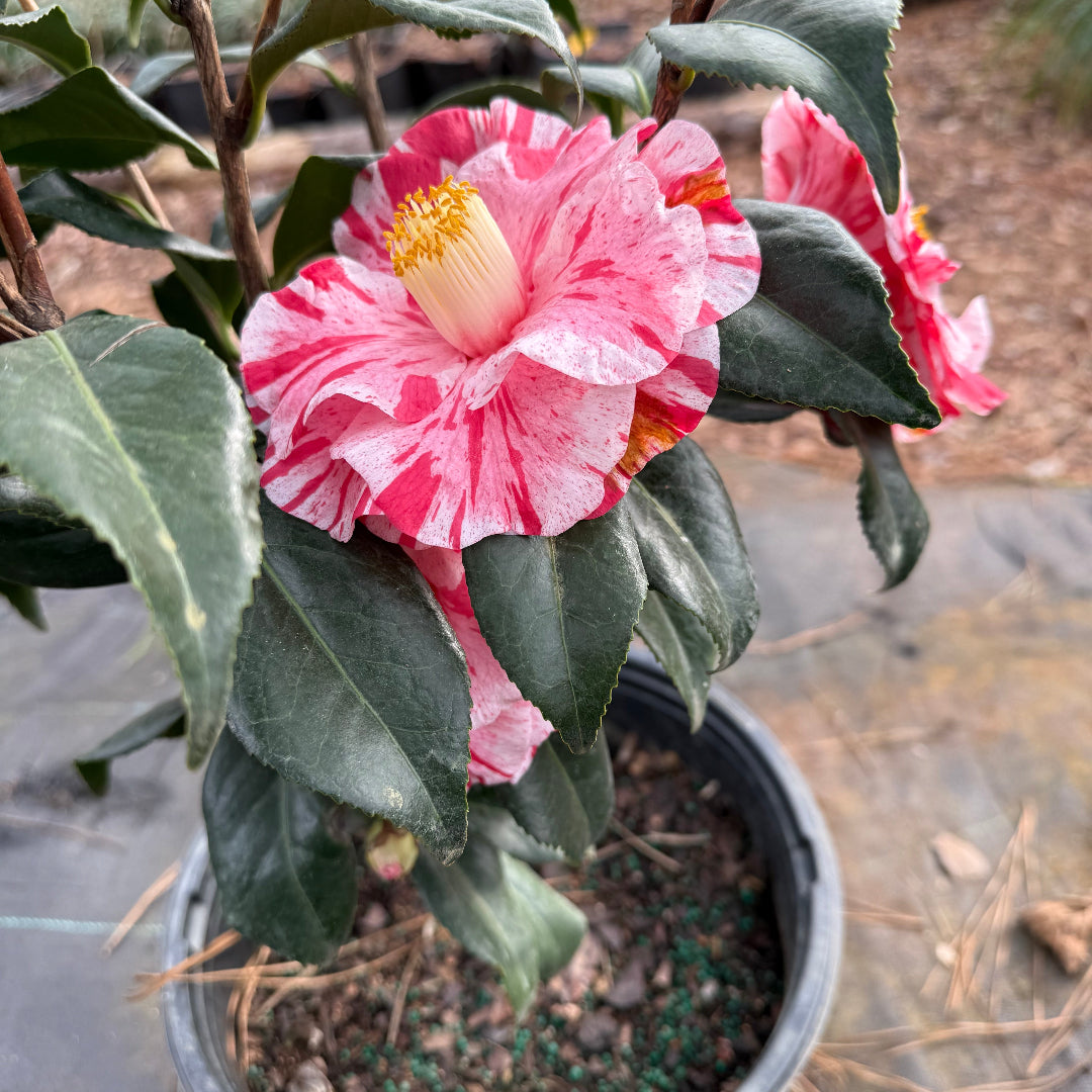 Tricolor Camellia