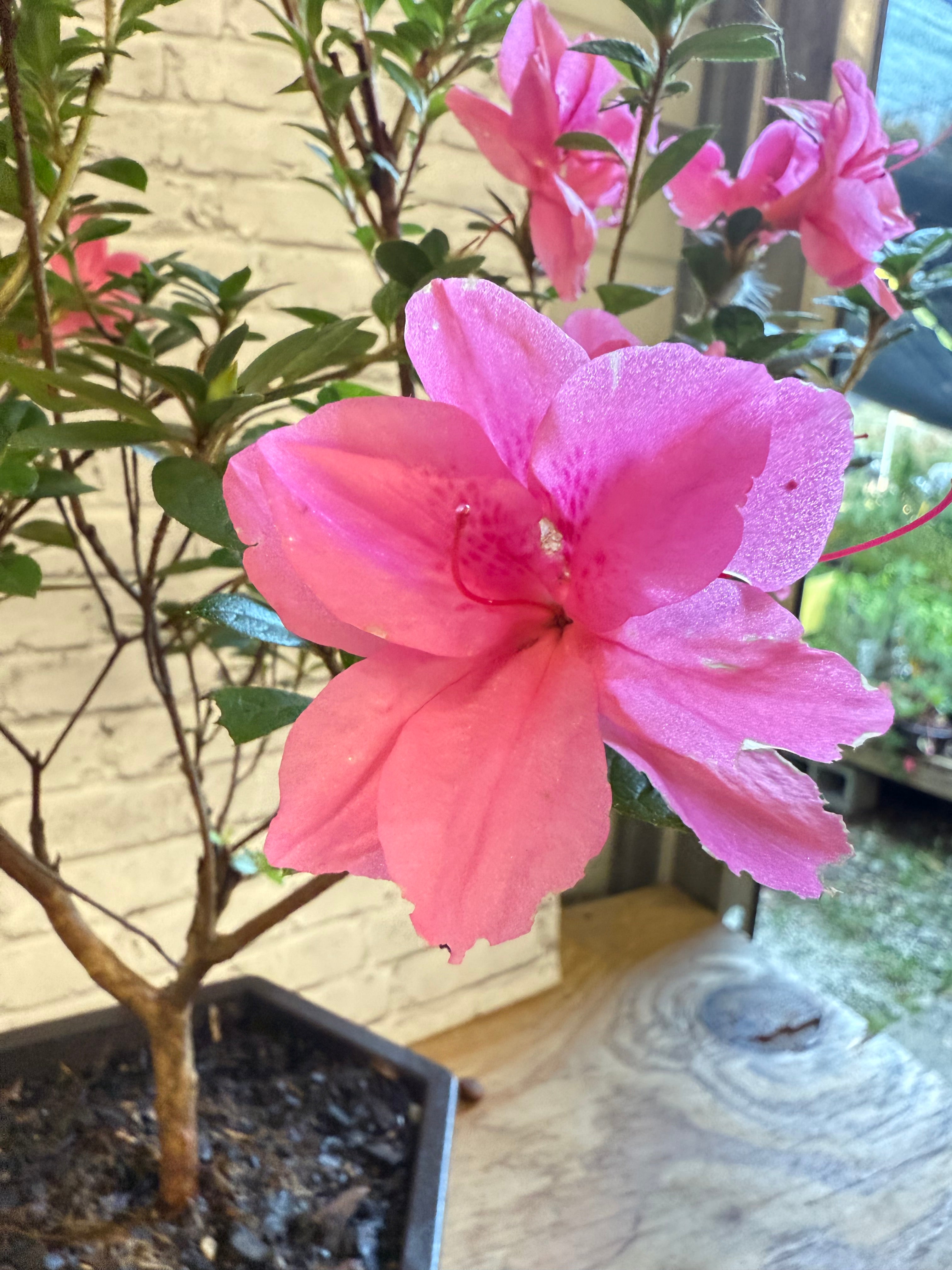 Bonsai Empress encore Azalea (Live Plant)
