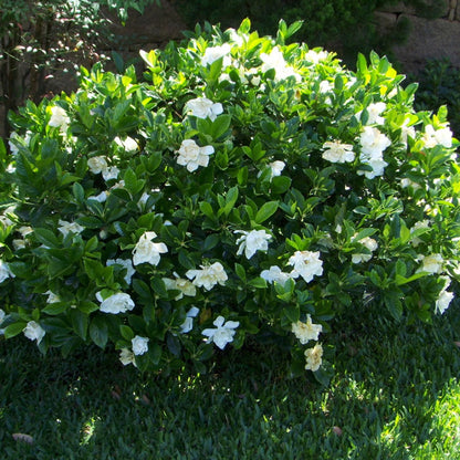 Gardenia Plant Blooming in Nursery Pot