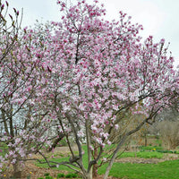 Waterlily Magnolia Tree
