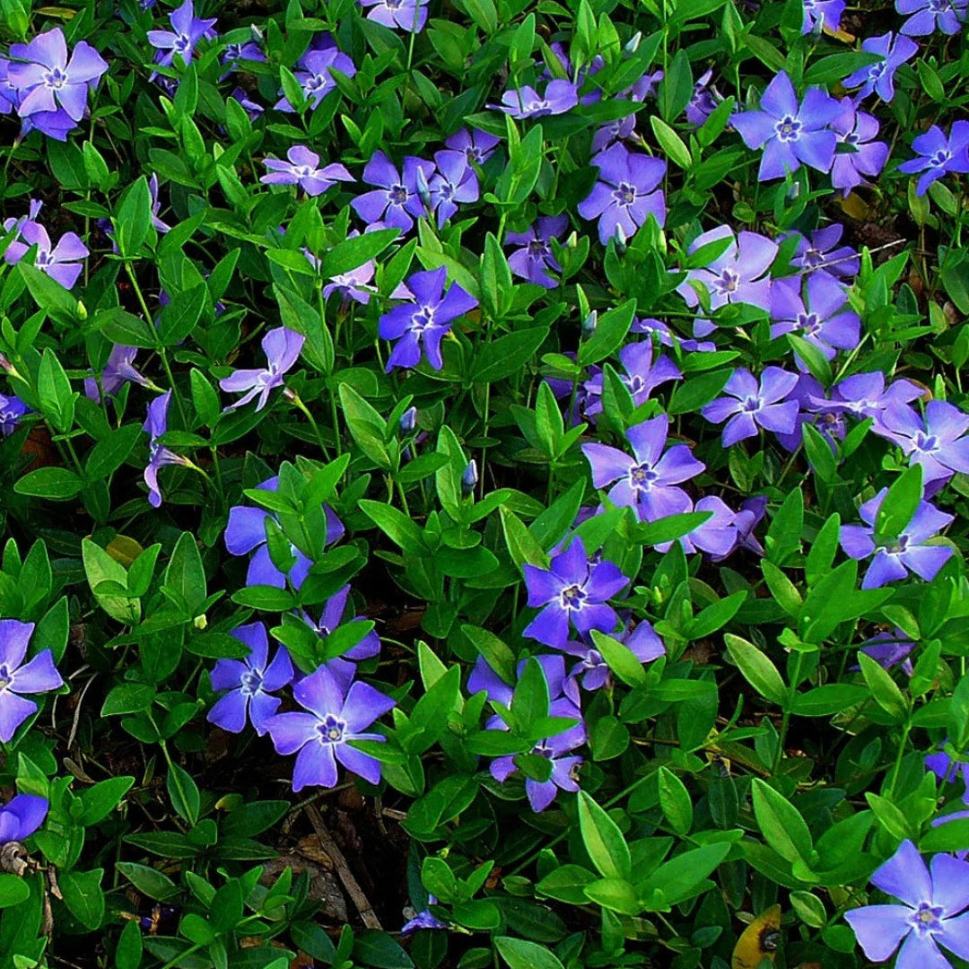 Bulk Vinca Minor plants for sale ideal for landscape ground cover use