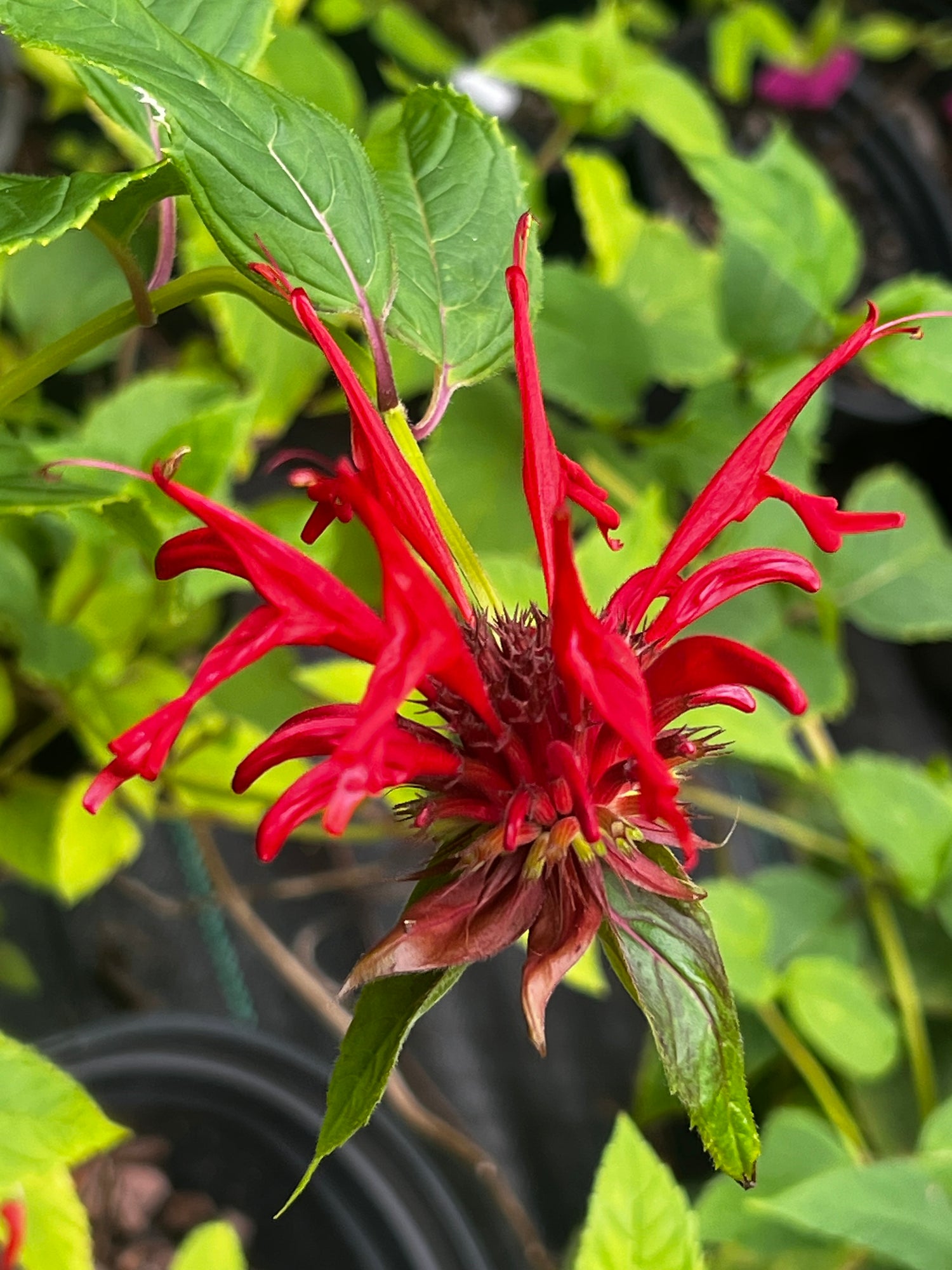 Jacob Cline Bee Balm- Drop-Dead Gorgeous Red Blooms