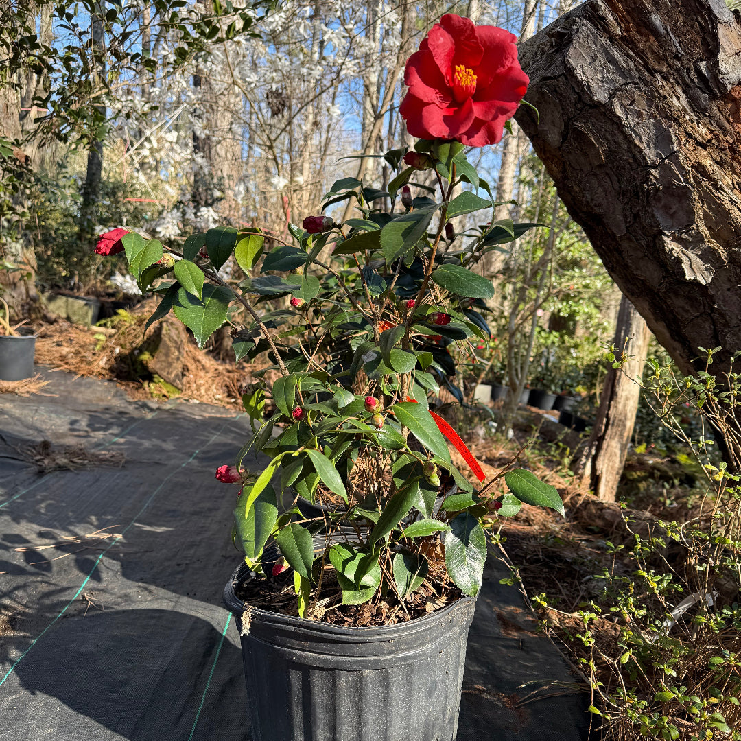 Royal Velvet Red Camellia Japonica