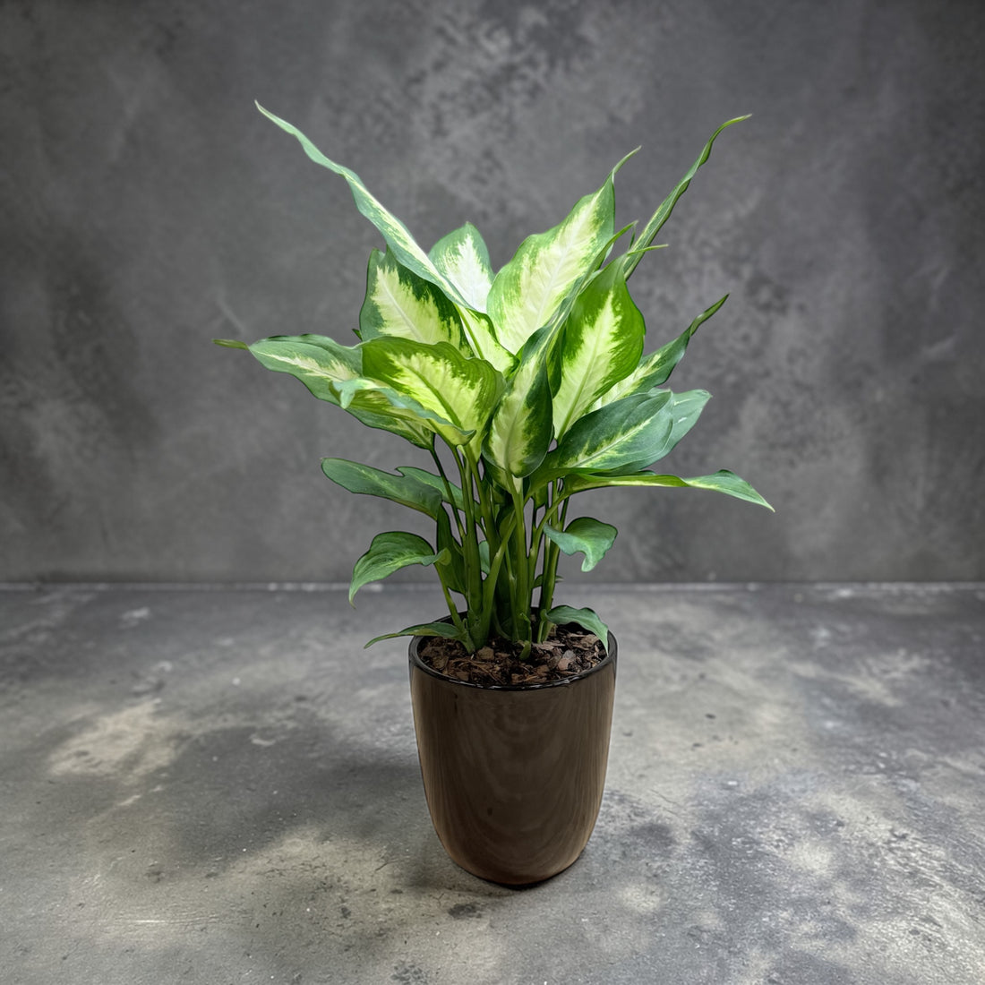 Dieffenbachia ‘Dumb Cane’